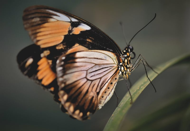 Butterfly Effect Dilemmas